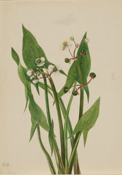 Arum Arrowhead Sagittaria cuneata da Mary Vaux Walcott