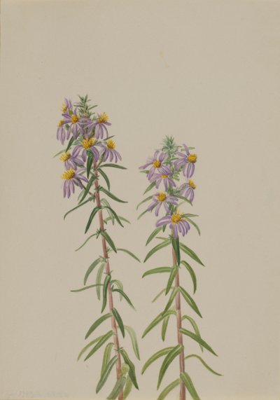 Aster Aster hirariifolius, 1923 da Mary Vaux Walcott