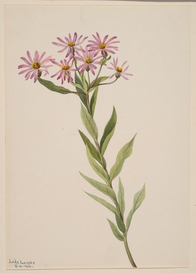 Aster Engelmann, 1904 da Mary Vaux Walcott