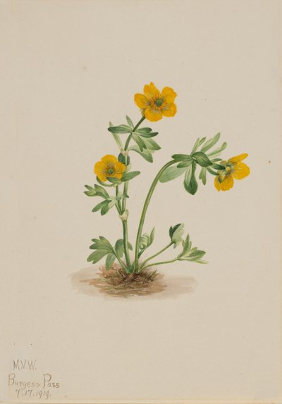 Ranuncolo delle Valanghe Ranunculus suksdorfii, 1919 da Mary Vaux Walcott