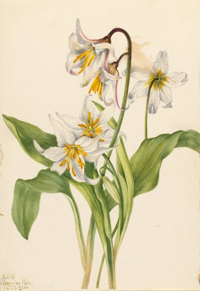 Giglio delle valanghe (Erythronium montanum) da Mary Vaux Walcott