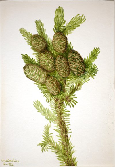 Abete balsamico (Albies fraseri) da Mary Vaux Walcott