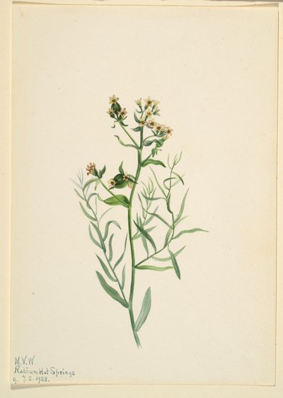 Rospo bastardo (Comandra pallida) da Mary Vaux Walcott