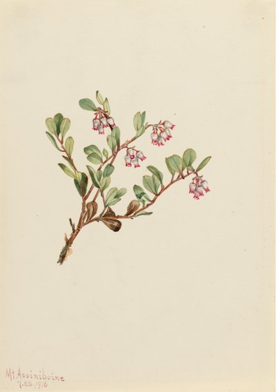 Uva ursina, 1916 da Mary Vaux Walcott