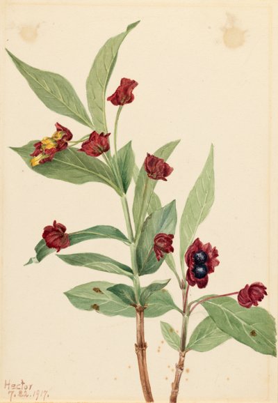 Caprifoglio a bacche (Lonicera involucrata) da Mary Vaux Walcott