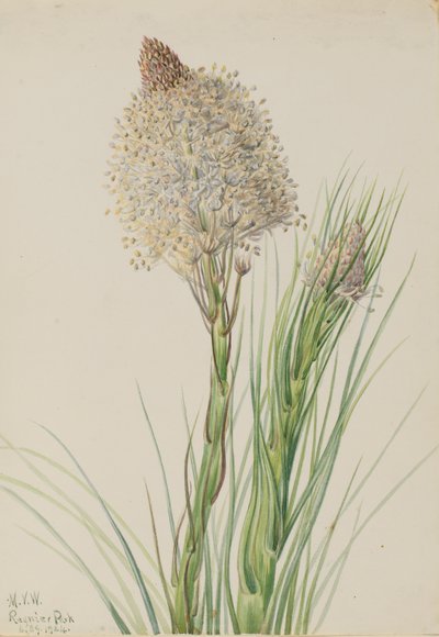 Erba orso Xerophyllum tenax, 1924 da Mary Vaux Walcott