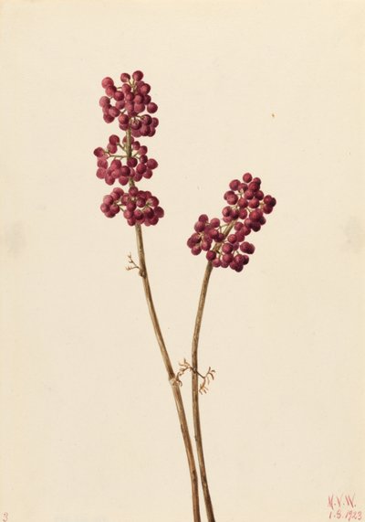 Bacca di bellezza (Callicarpa americana) da Mary Vaux Walcott