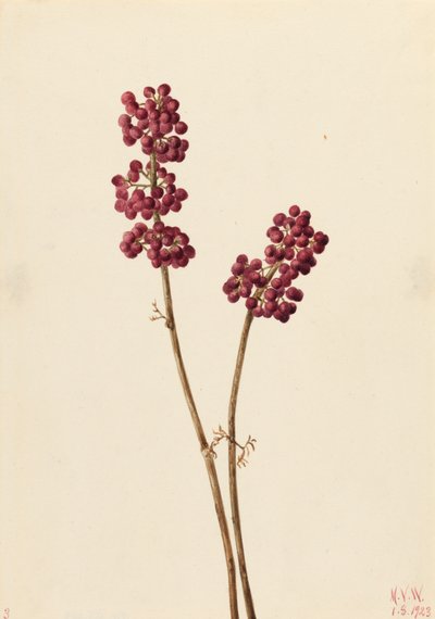 Callicarpa americana, 1923 da Mary Vaux Walcott