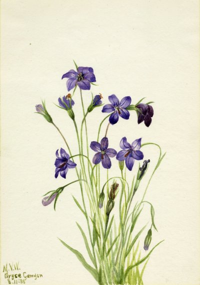 Campanula da Mary Vaux Walcott