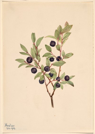 Mirtillo nero (Vaccinium membranaceum) da Mary Vaux Walcott