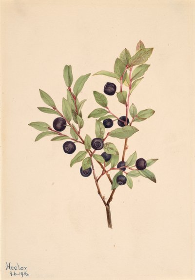 Mirtillo Grande Vaccinium membranaceum, 1916 da Mary Vaux Walcott