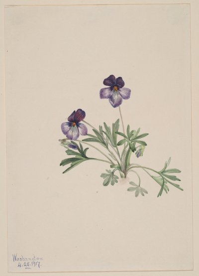 Viola dei piedi d