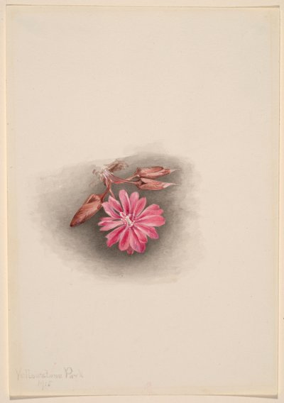 Bitterroot (Lewisia redivivia) da Mary Vaux Walcott
