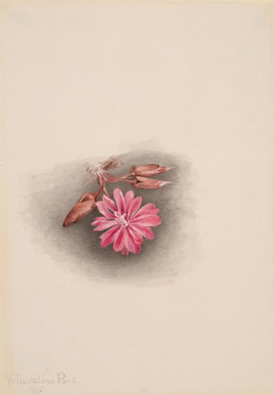 Bitterroot Lewisia redivivia, 1915 da Mary Vaux Walcott