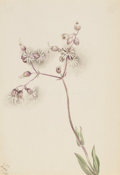 Silene latifolia da Mary Vaux Walcott