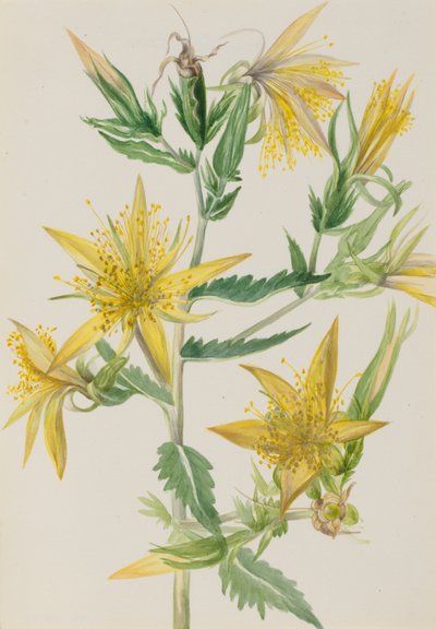 Stella fiammeggiante Mentzelia laevicaulis da Mary Vaux Walcott