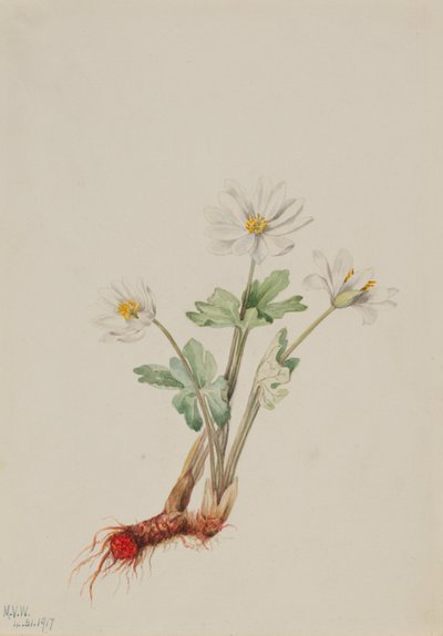 Bloodroot (Sanguinaria canadensis) da Mary Vaux Walcott