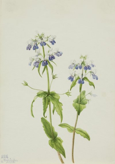 Maria dagli occhi azzurri (Collinsia verna) da Mary Vaux Walcott
