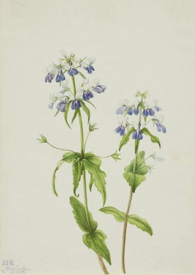 Collinsia verna dagli occhi azzurri, 1927 da Mary Vaux Walcott