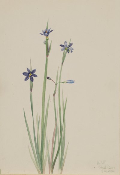 Erba azzurra (Sisyrinchium angustifolium) da Mary Vaux Walcott