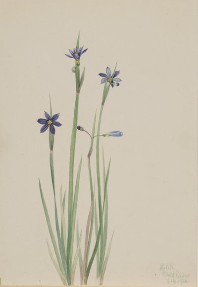 Erba dagli occhi azzurri Sisyrinchium angustifolium, 1920 da Mary Vaux Walcott