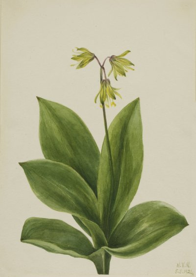 Clintonia borealis con Perla Blu, 1924 da Mary Vaux Walcott