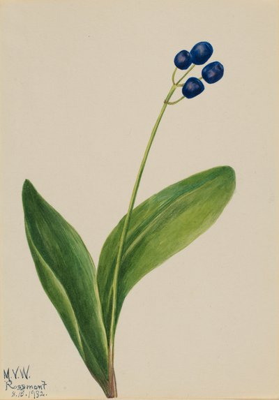 Clintonia borealis, 1932 da Mary Vaux Walcott