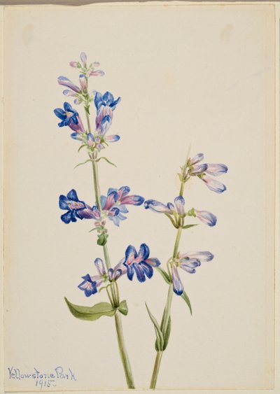 Lingua di barba blu (Pentstemon) da Mary Vaux Walcott