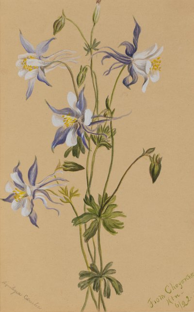 Aquilegia blu (Aquilegia caerulea) da Mary Vaux Walcott