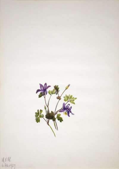 Aquilegia blu (Aquilegia saximontana) da Mary Vaux Walcott