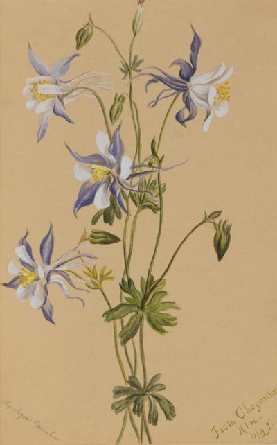Colombina blu Aquilegia caerulea, 1922 da Mary Vaux Walcott