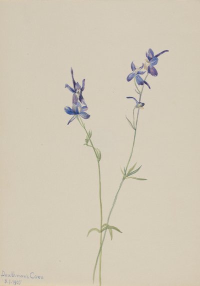 Larkspur blu (Delphinium nuttallianum) da Mary Vaux Walcott