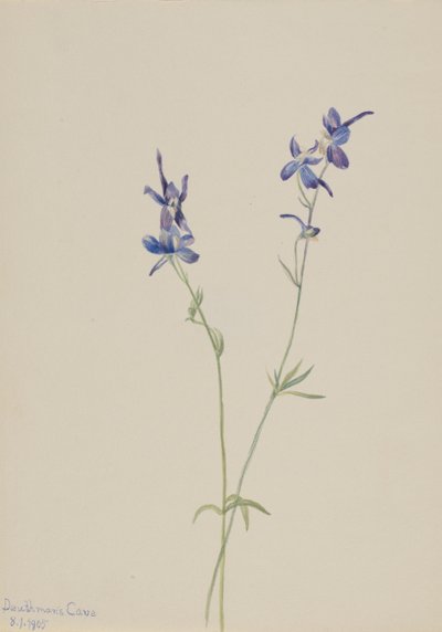 Speronella blu da Mary Vaux Walcott