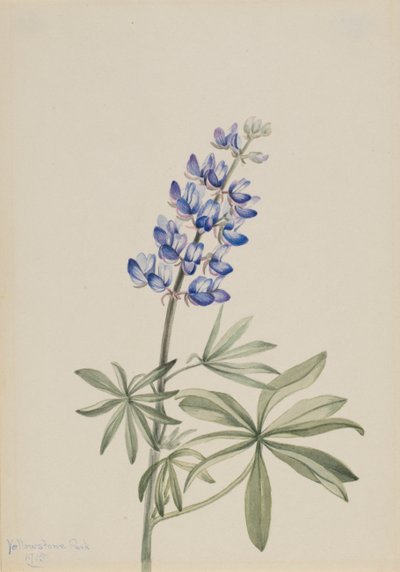 Lupino Blu Lupinus argenteus da Mary Vaux Walcott