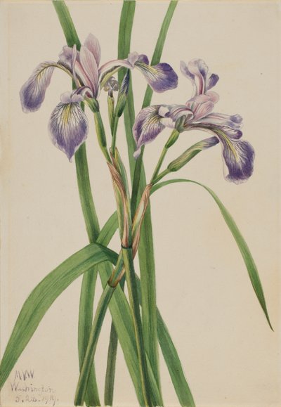 Iris versicolor da Mary Vaux Walcott