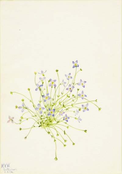 Bluet (Houstonia serpyllifolia) da Mary Vaux Walcott