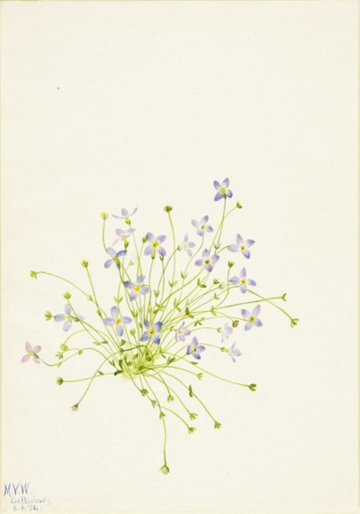Bluets Houstonia serpyllifolia, 1934 da Mary Vaux Walcott