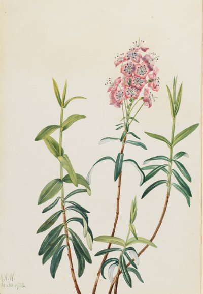 Bog Kalmia Kalmia polifolia, 1922 da Mary Vaux Walcott