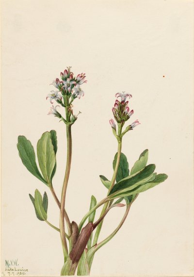 Fagiolo di palude (Menyanthes trifoliata) da Mary Vaux Walcott