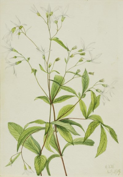 Radice di Bowmans (Porteranthus trifoliatus) da Mary Vaux Walcott