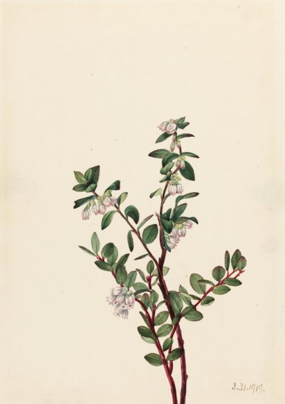 Uva spina (Gaylussacia brachycera) da Mary Vaux Walcott