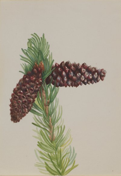 Pino Bristle-Cone Pinus aristata da Mary Vaux Walcott