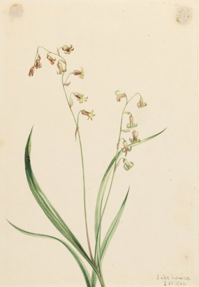 Campanule (Stenanthium occidentale) da Mary Vaux Walcott
