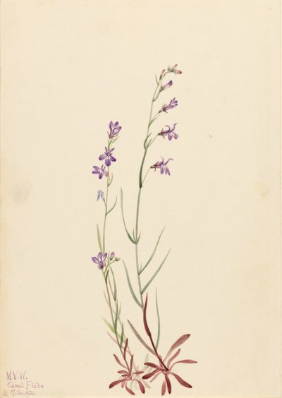 Lobelia di ruscello (Lobelia kalmii) da Mary Vaux Walcott