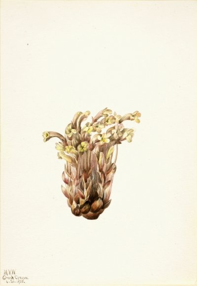 Broomrape (Orobanche fasciculata) da Mary Vaux Walcott