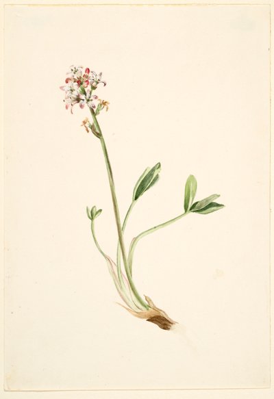 Fagiolo di monte (Menyanthes trifoliata) da Mary Vaux Walcott