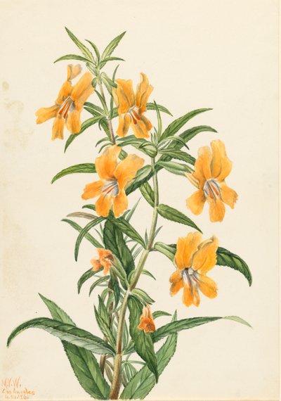 Buff Monkeyflower Diplacus longiflorus, 1926 da Mary Vaux Walcott