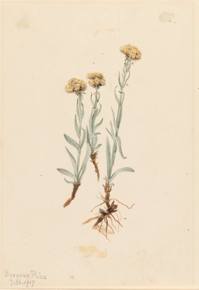 Fichette di mare (Antennaria luzuloides) da Mary Vaux Walcott
