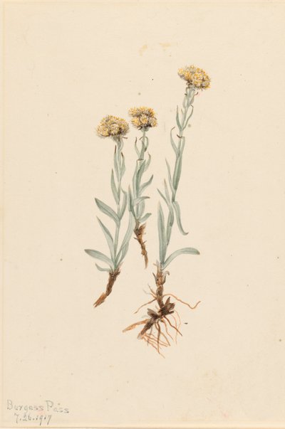 Antennaria luzuloides, 1917 da Mary Vaux Walcott