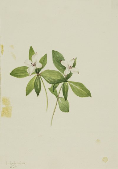 Cornus canadensis, 1902 da Mary Vaux Walcott
